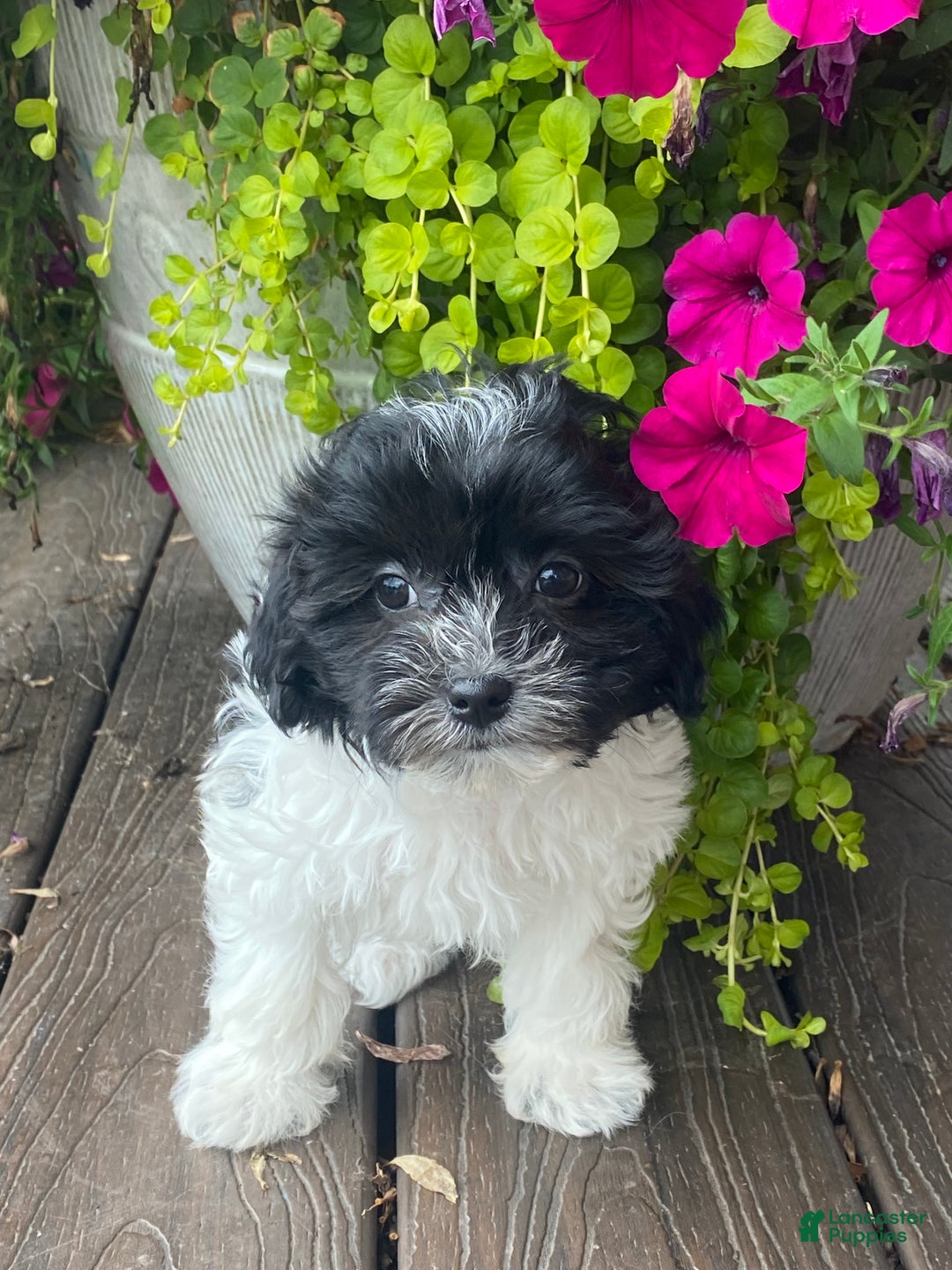 Havanese dogs for sale: Hope  - Ad 3