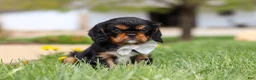 Cavalier King Charles Spaniel dogs for sale: Bentley - Ad 3
