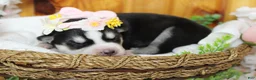 Siberian Husky dogs for sale: Sasha  - Ad 6