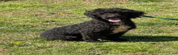 Miniature Poodle dogs for sale: Elvis - Ad 1