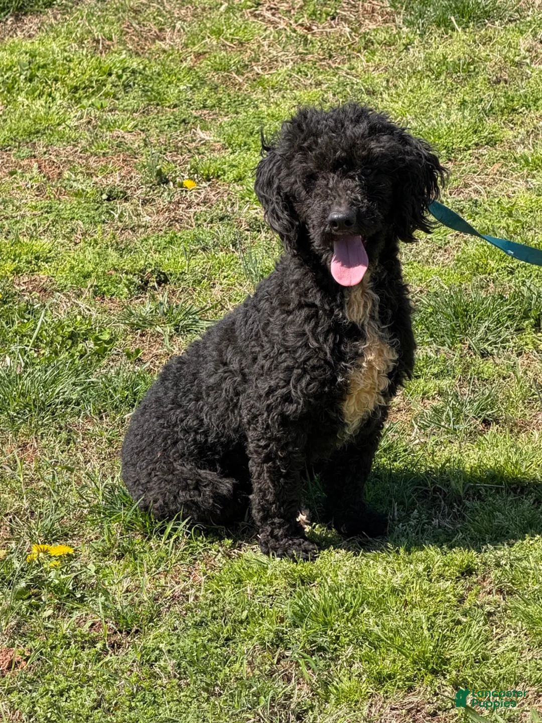 Miniature Poodle dogs for sale: Elvis - Ad 1