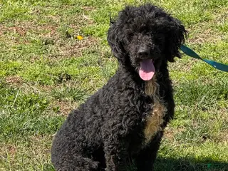 Miniature Poodle dogs Elvis - Ad 2
