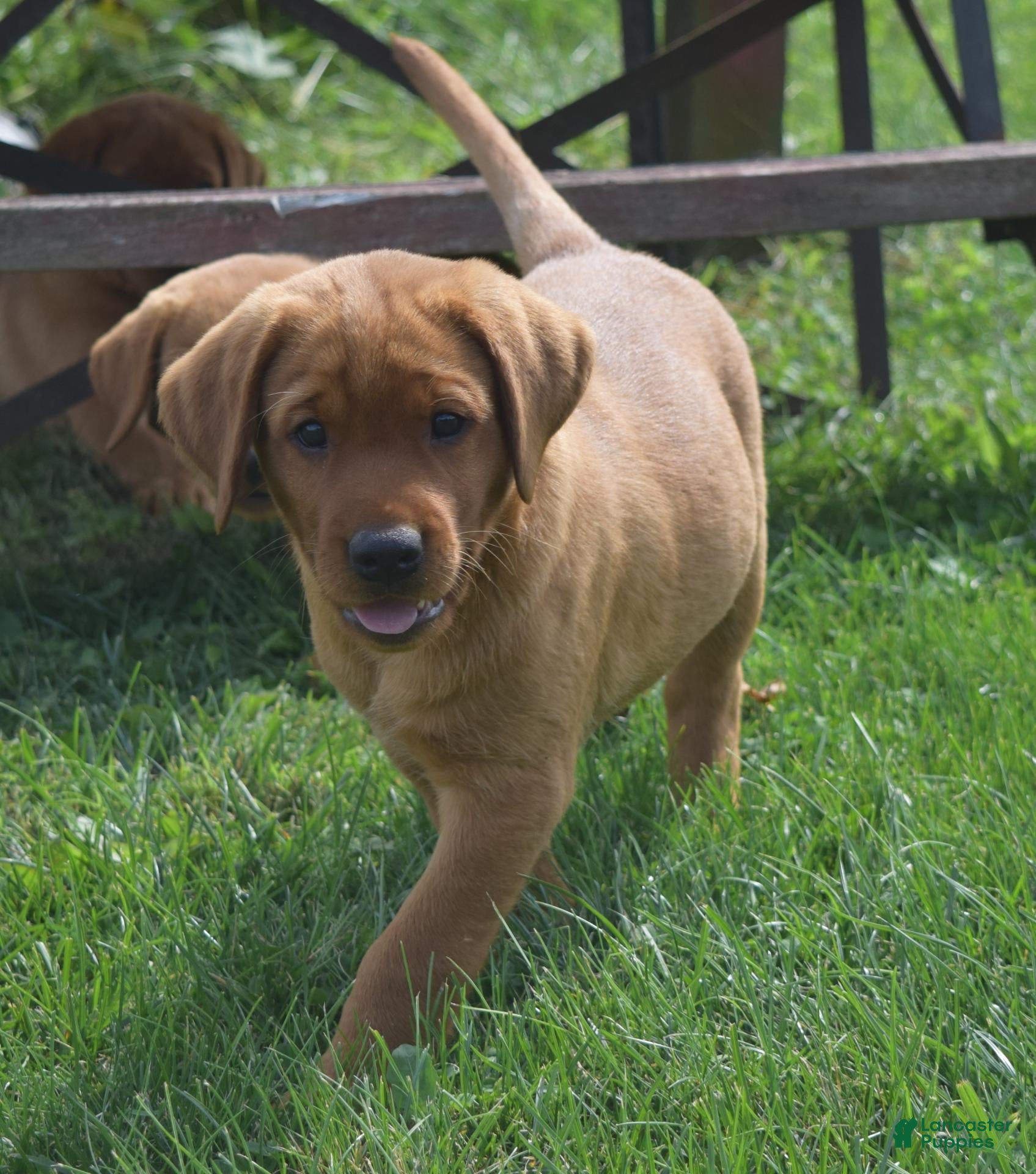 Labrador Retriever dogs Foxy - Ad 1