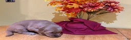 Golden Retriever dogs for sale: Miss Green - Ad 5