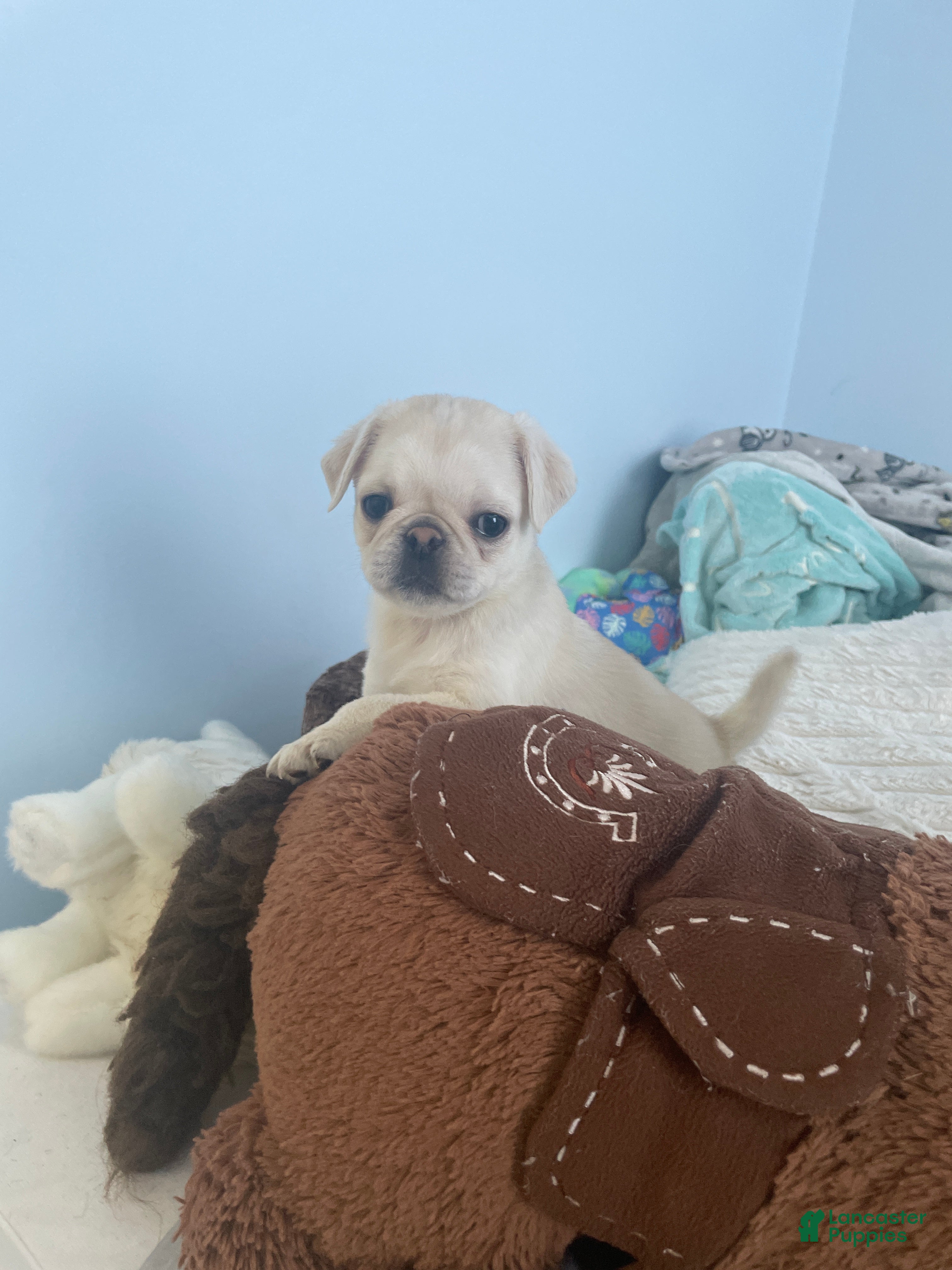 Pug dogs Coco  - Ad 1