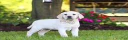 Labrador Retriever dogs for sale: Kurt - Ad 18