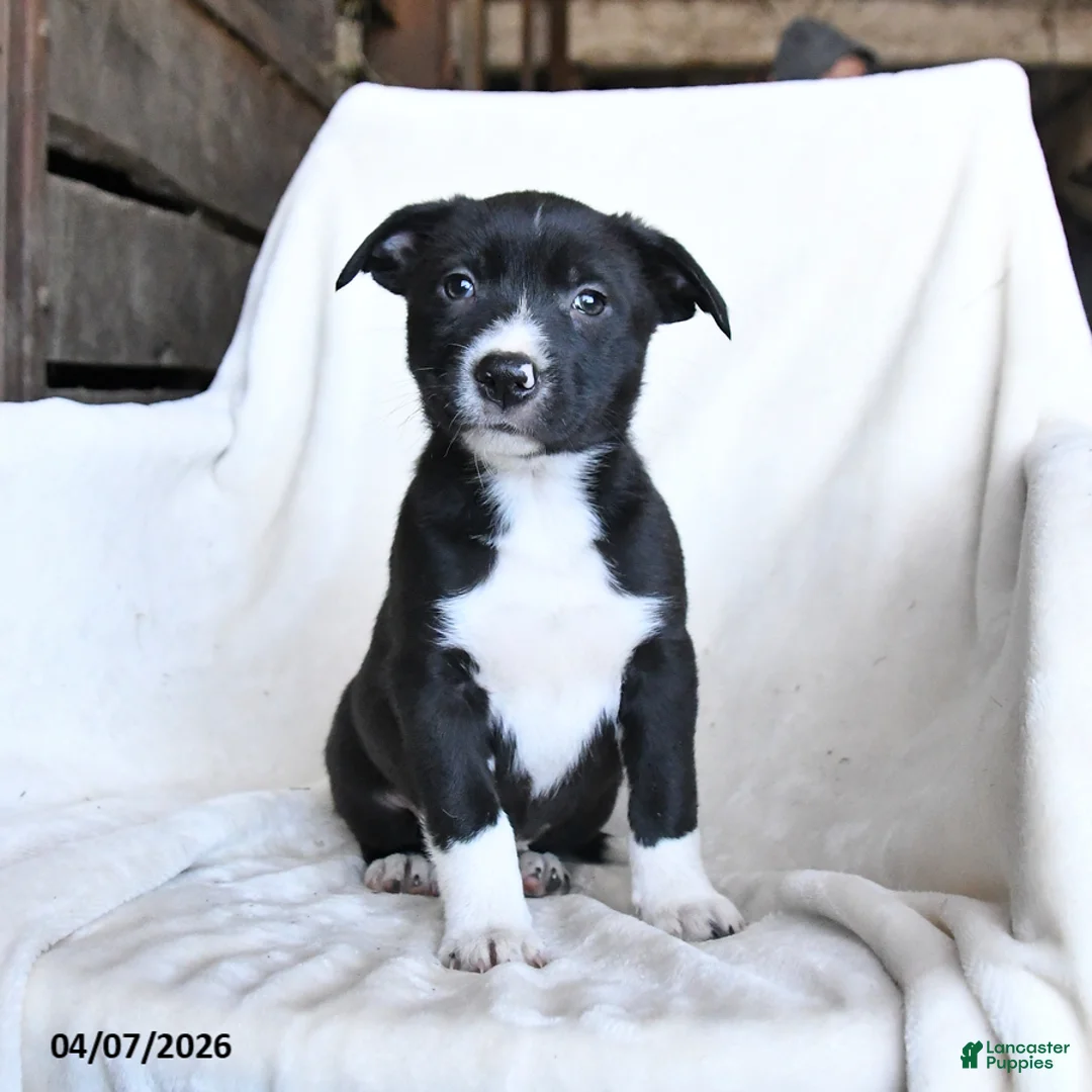 Border Collie dogs for sale: Flora   - Ad 5
