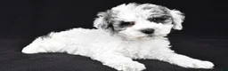 Cockapoo dogs for sale: Molly - Ad 3