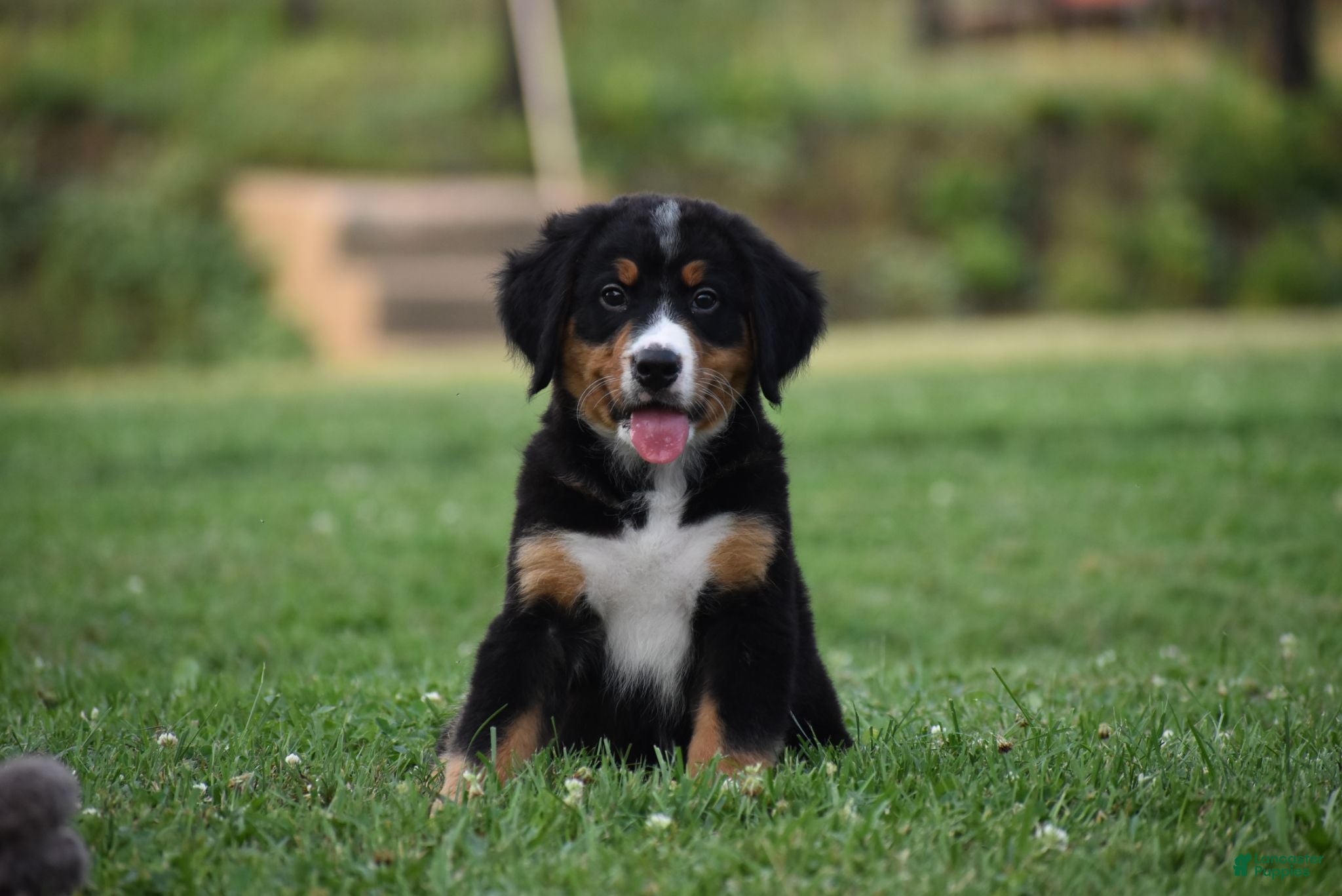 Bernese Mountain Dog dogs Trevor - Ad 1