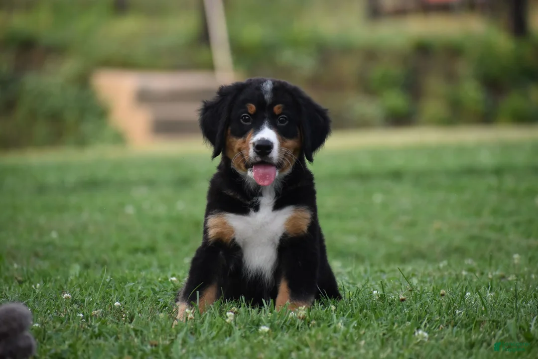 Bernese Mountain Dog dogs for sale: Trevor - Ad 1