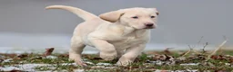 Labrador Retriever dogs for sale: Squirt - Ad 4