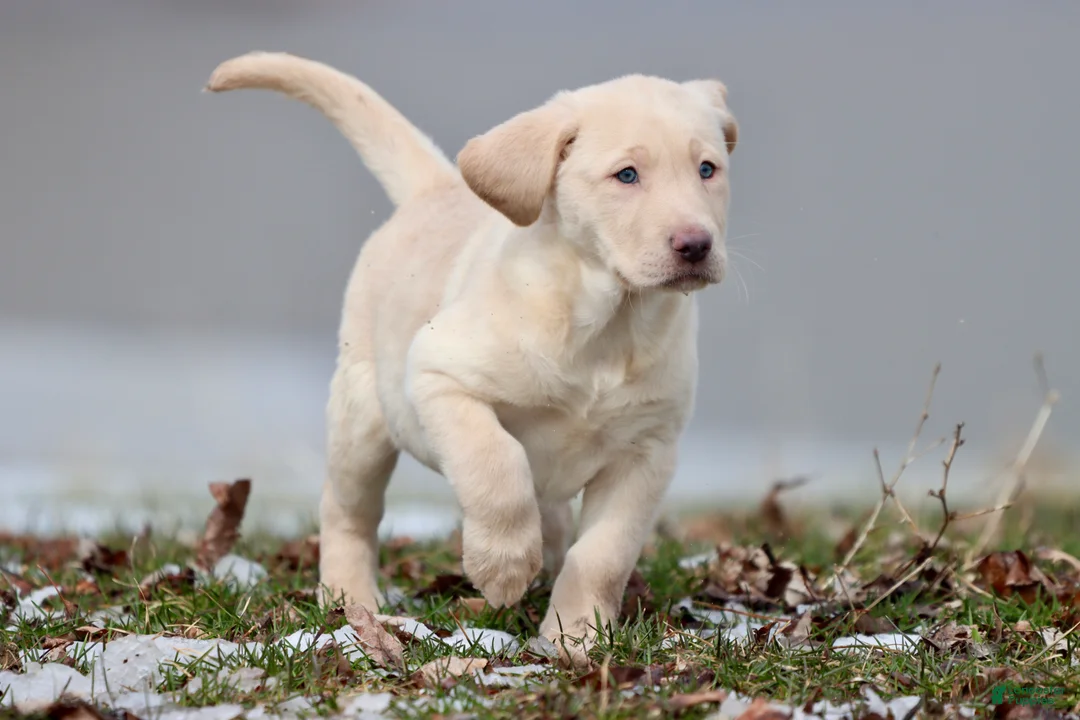 Labrador Retriever dogs for sale: Squirt - Ad 4