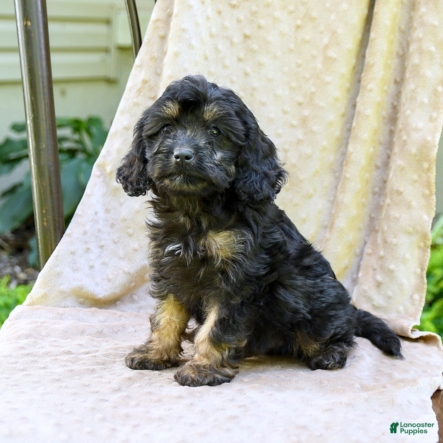 Cavapoo dogs Winston - Ad 1