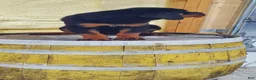 Rottweiler dogs for sale: Misty - Ad 1