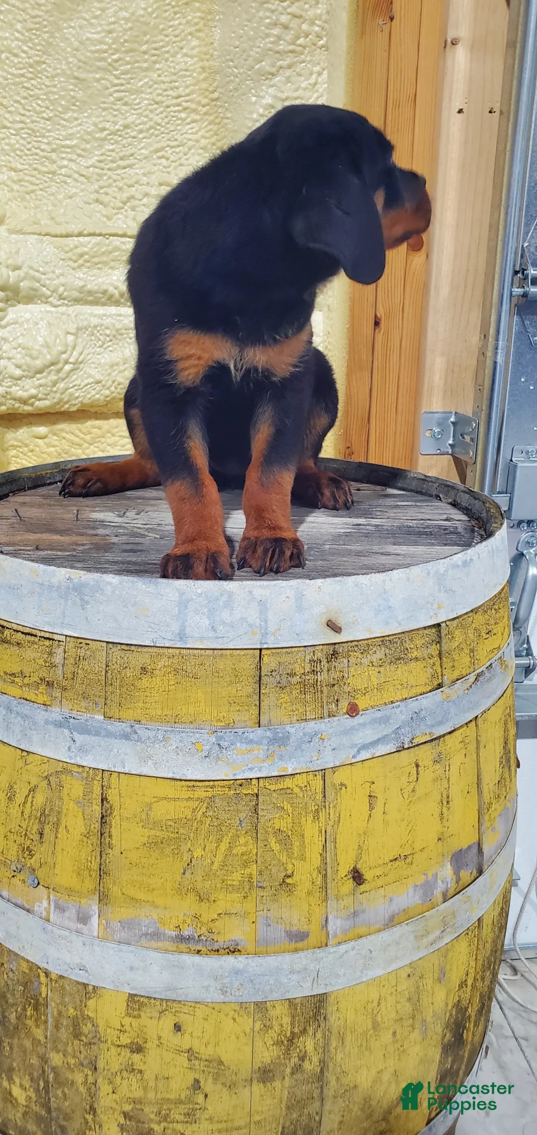 Rottweiler dogs for sale: Misty - Ad 1
