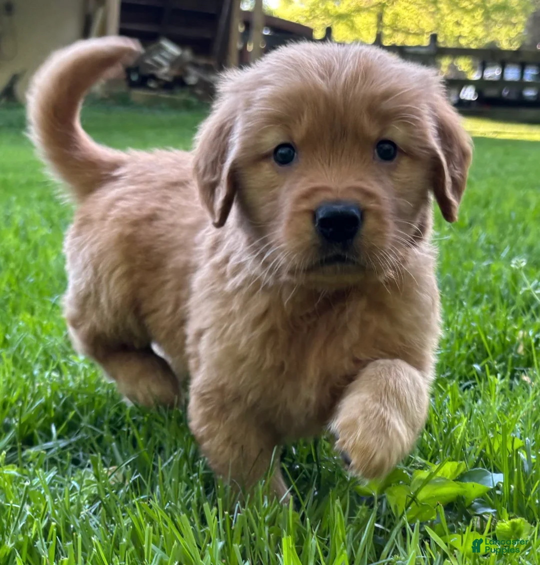 Golden Retriever dogs for sale: Golden Retriever Puppy 1 - Ad 1