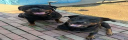 Rottweiler dogs for sale: Ky - Ad 9