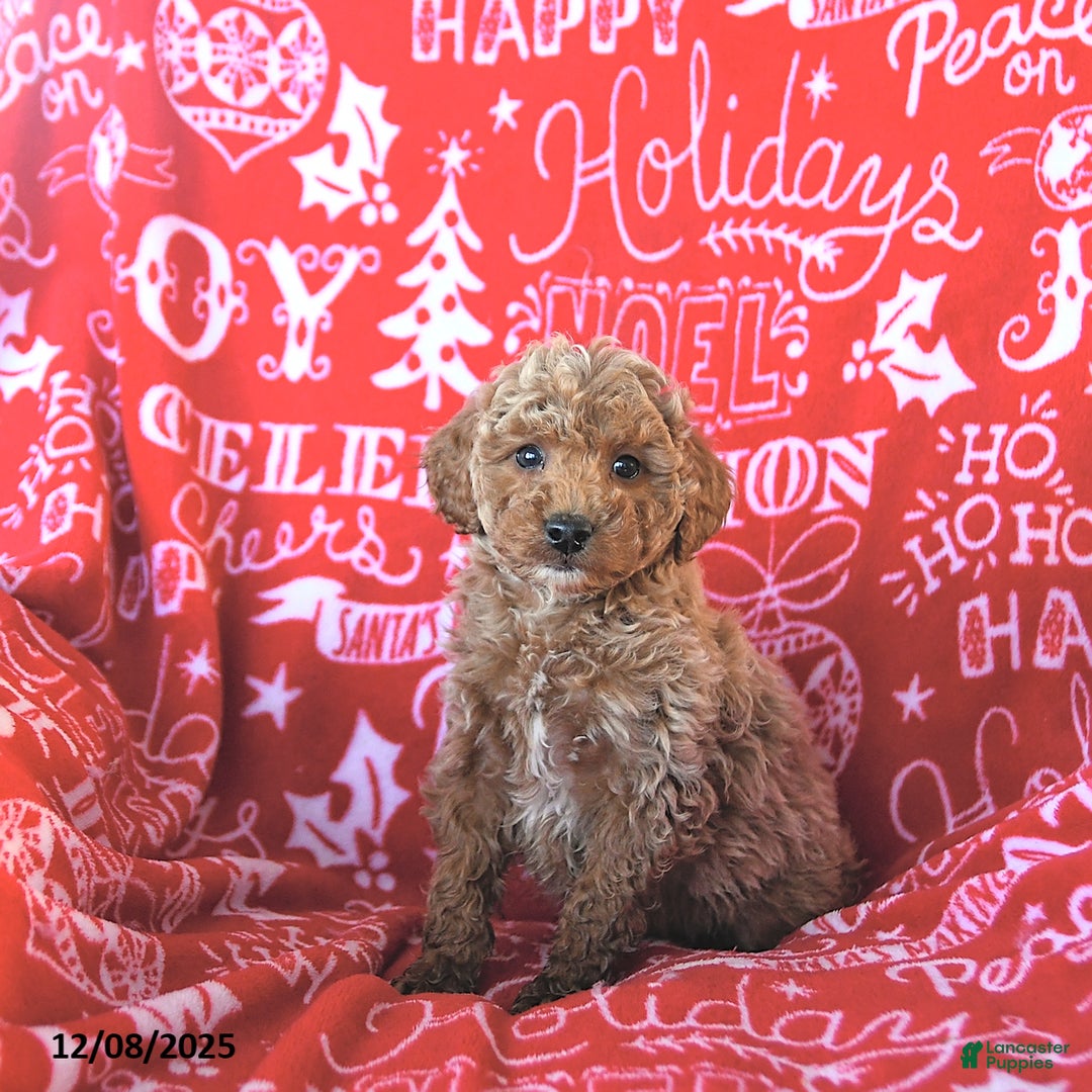 Mini Goldendoodle dogs for sale: Elf - Ad 3