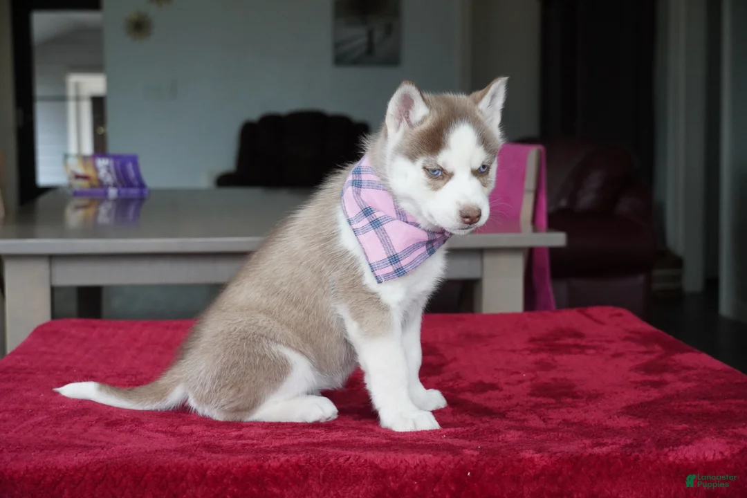 Siberian Husky dogs for sale: Willow - Ad 4