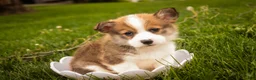 Welsh Corgi Pembroke dogs for sale: Ziggy - Ad 1