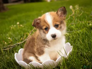 Welsh Corgi Pembroke dogs for sale: Ziggy - Ad 1