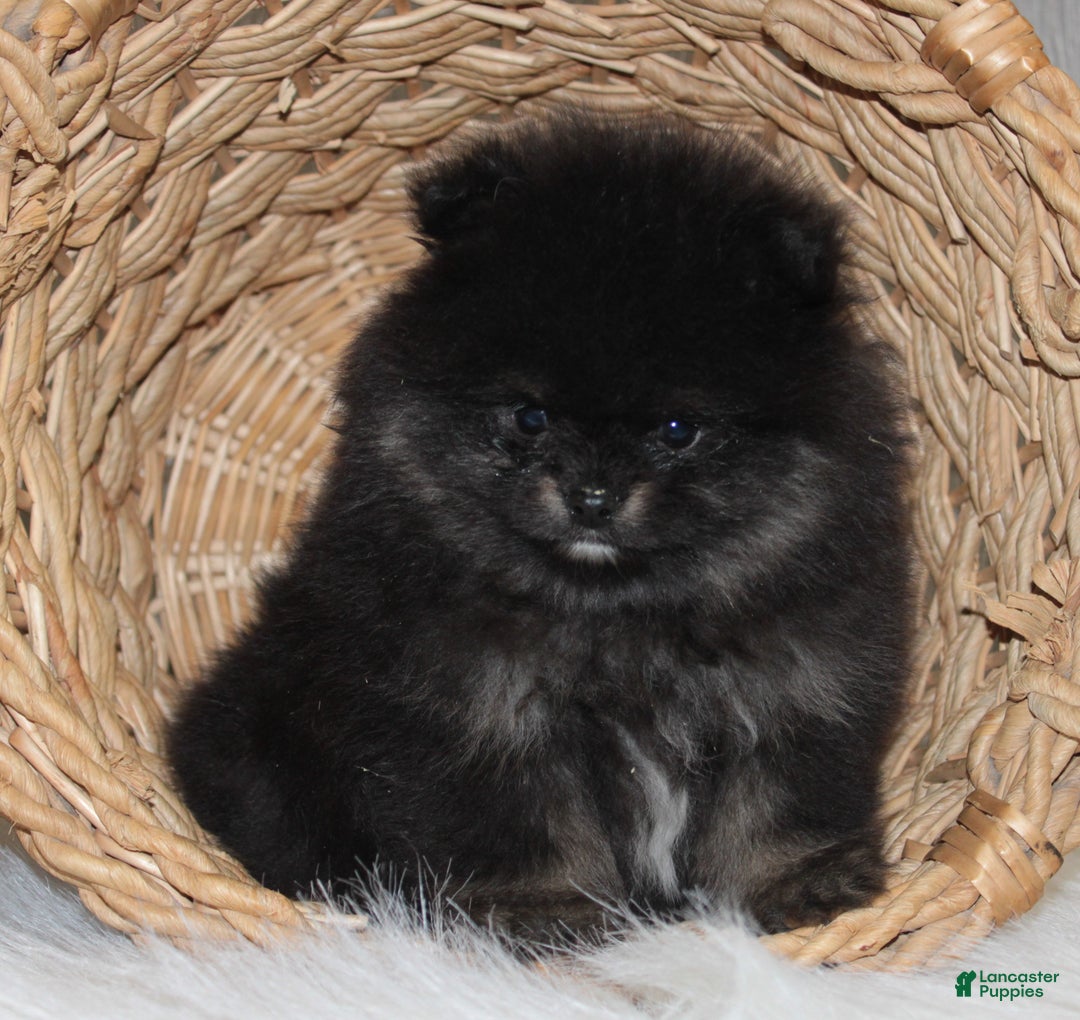 Pomeranian dogs for sale: Kason - Ad 2