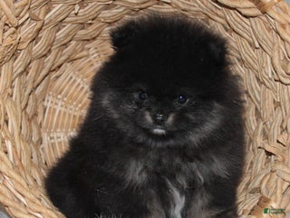 Pomeranian dogs Kason - Ad 12