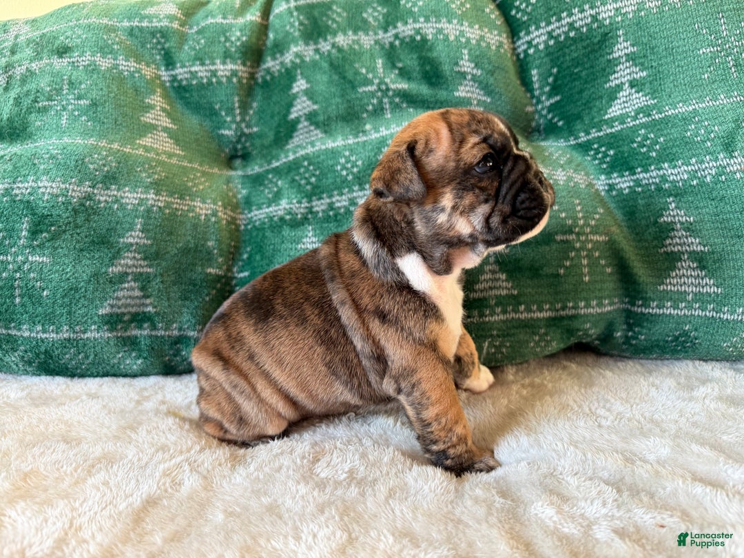English Bulldog dogs for sale: Maple - Ad 4