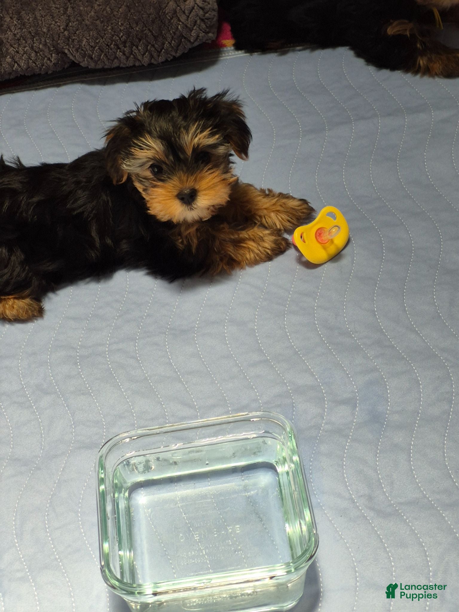 Yorkshire Terrier dogs Mellow Yellow - Ad 2