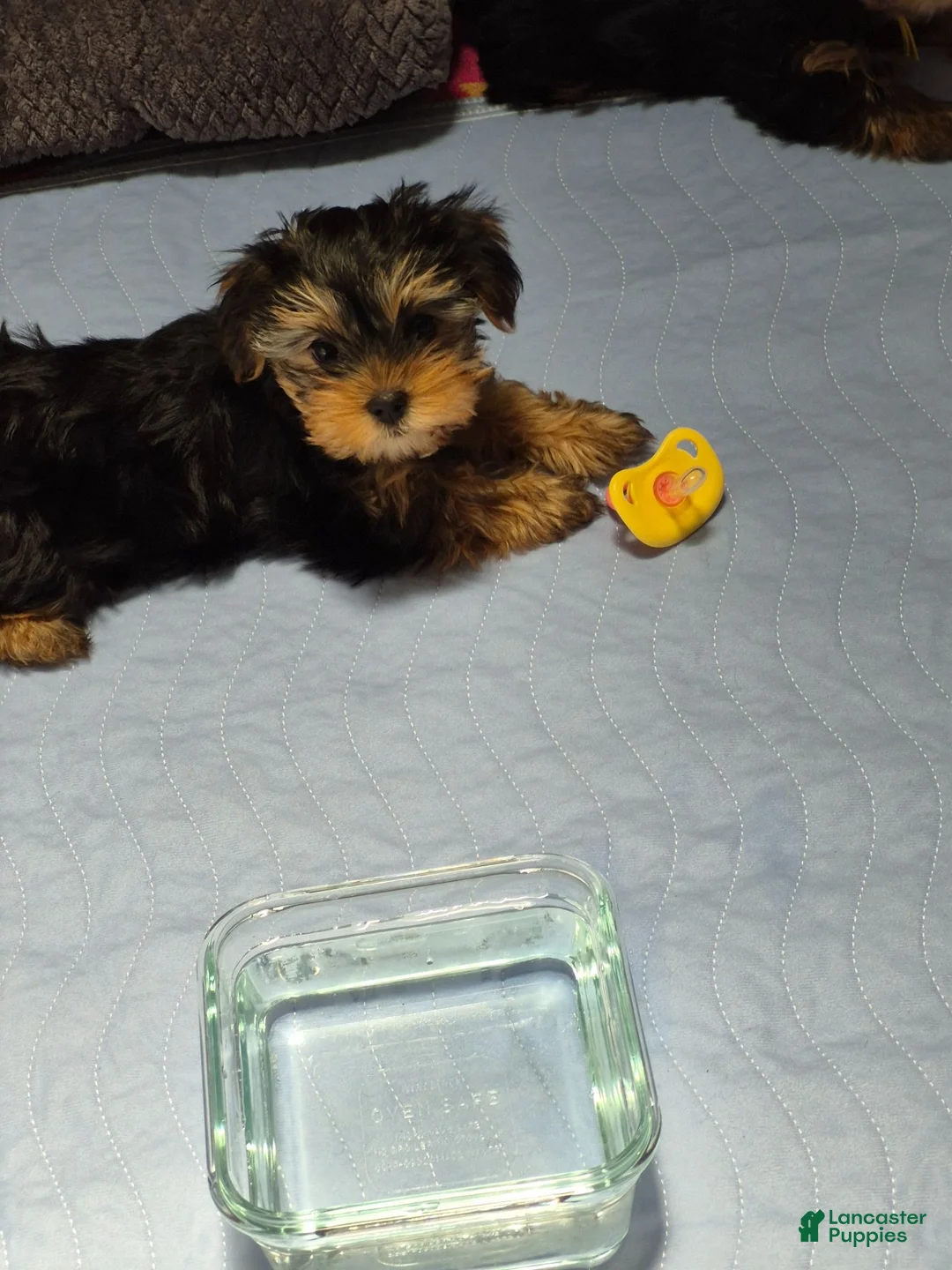Yorkshire Terrier dogs for sale: Mellow Yellow - Ad 2