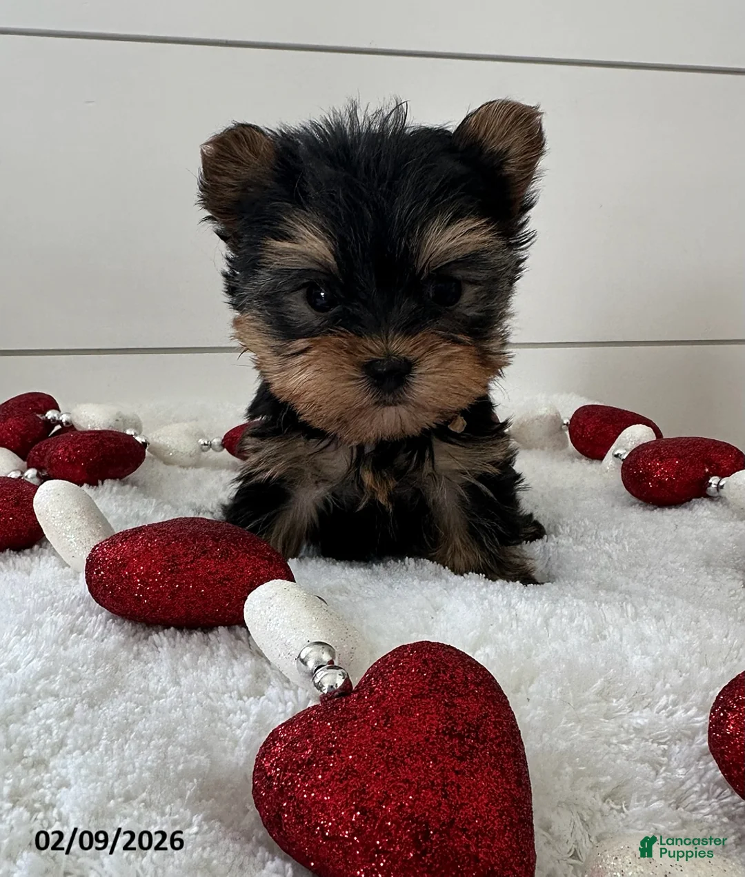 Yorkshire Terrier dogs for sale: Paisley - Ad 2
