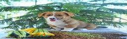 Welsh Corgi Pembroke dogs for sale: Merlin - Ad 2