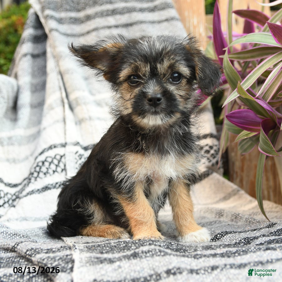 Mixed Breed dogs Bronco - Ad 1