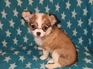 Chihuahua dogs Sadie - Ad 2