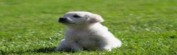Golden Retriever dogs for sale: Lil Debbi  - Ad 5