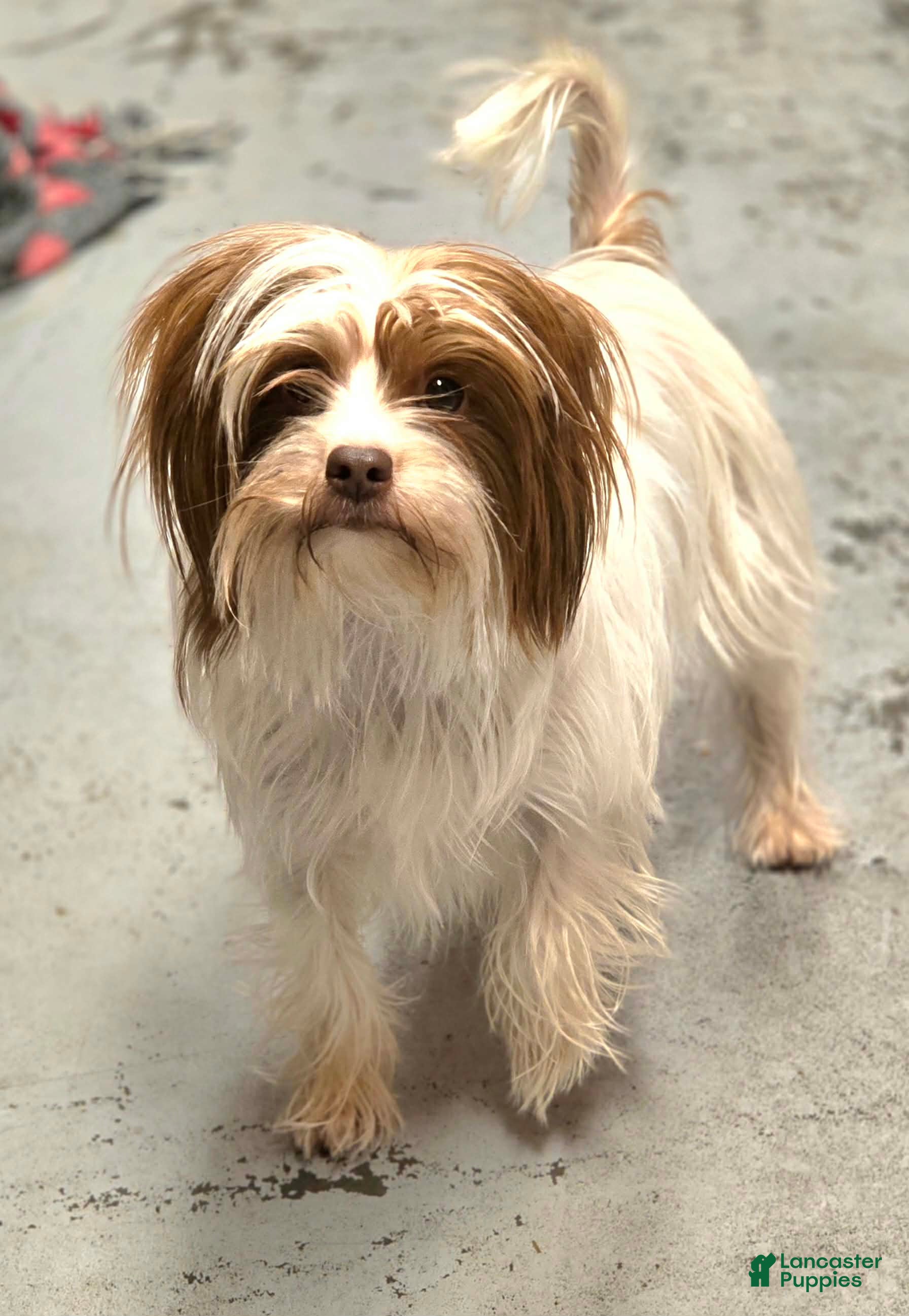 Yorkshire Terrier dogs London - Ad 42