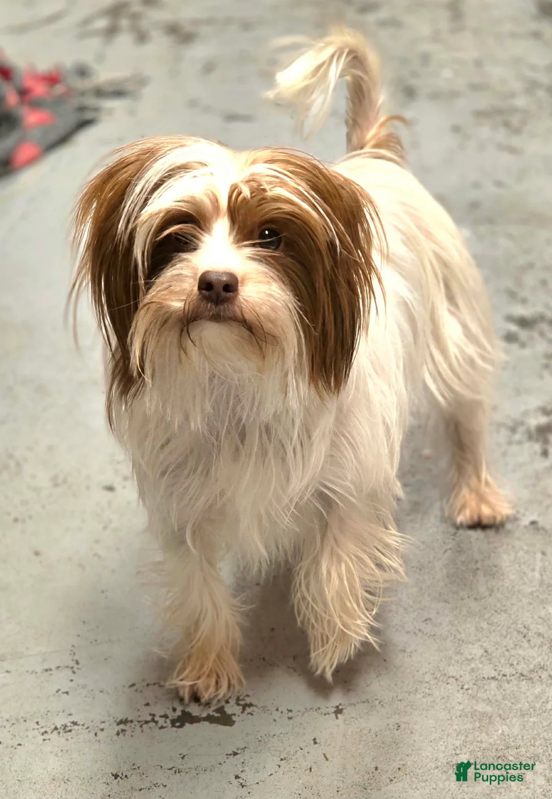 Yorkshire Terrier dogs for sale: London - Ad 1