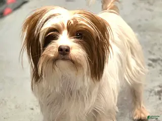 Yorkshire Terrier dogs London - Ad 35