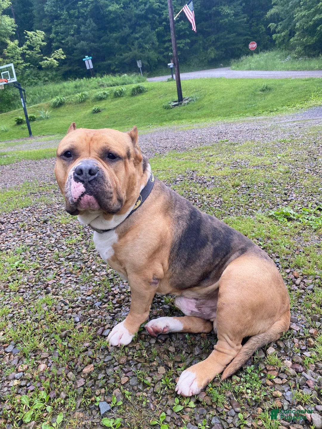 Gallery Image {{count}}