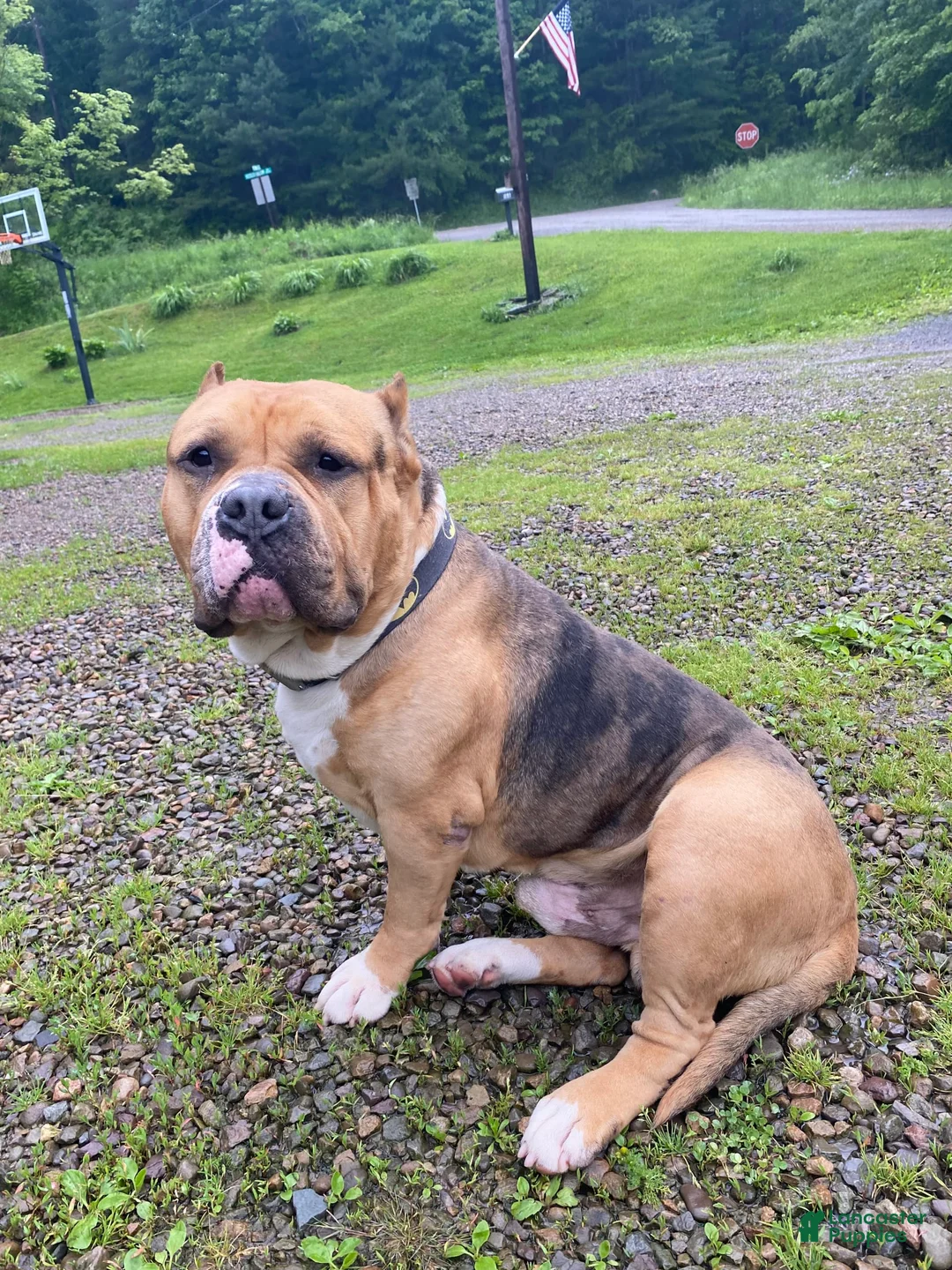 Gallery Image {{count}}