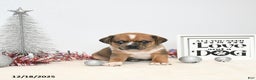 Puggle dogs for sale: Ginger - Ad 3