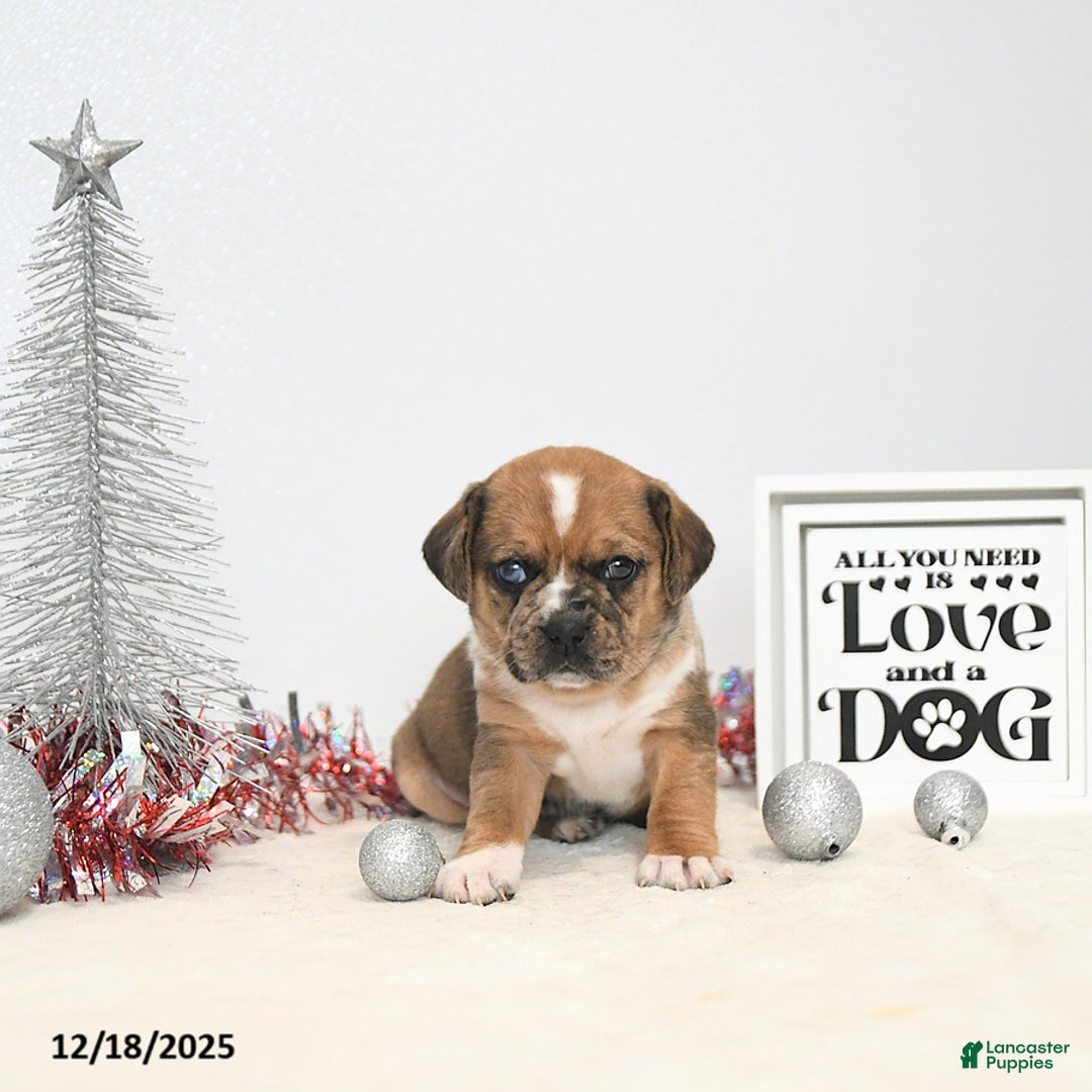 Puggle dogs for sale: Ginger - Ad 3