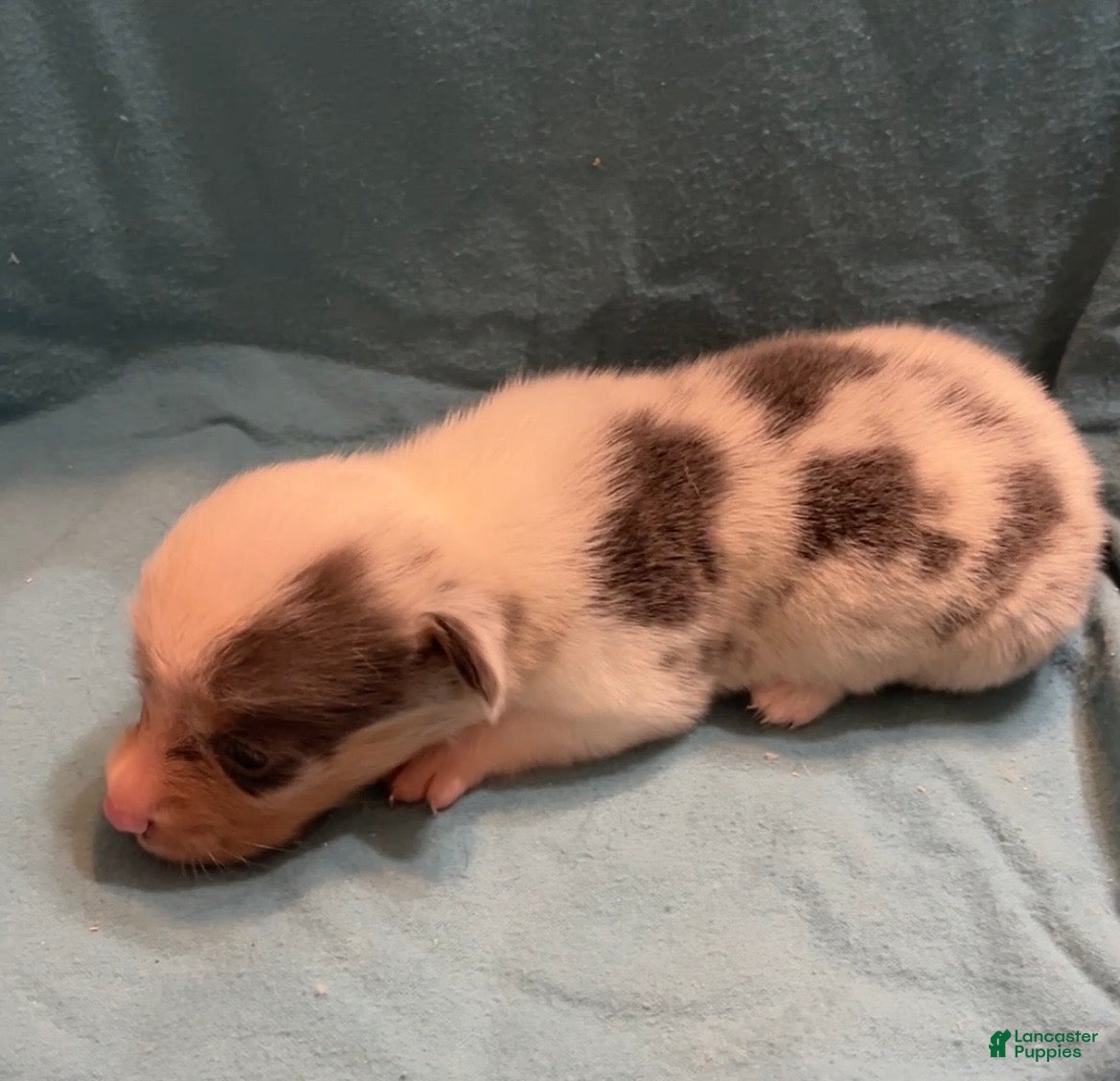 Welsh Corgi Pembroke dogs for sale: Welsh Corgi Pembroke Female 2 - Ad 1