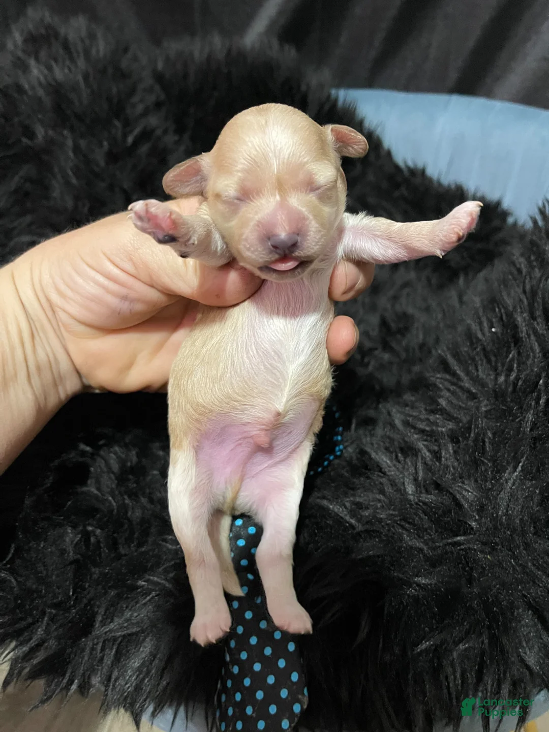 Maltipoo dogs for sale: Barbies only Maltipoo Boy 💙 - Ad 2