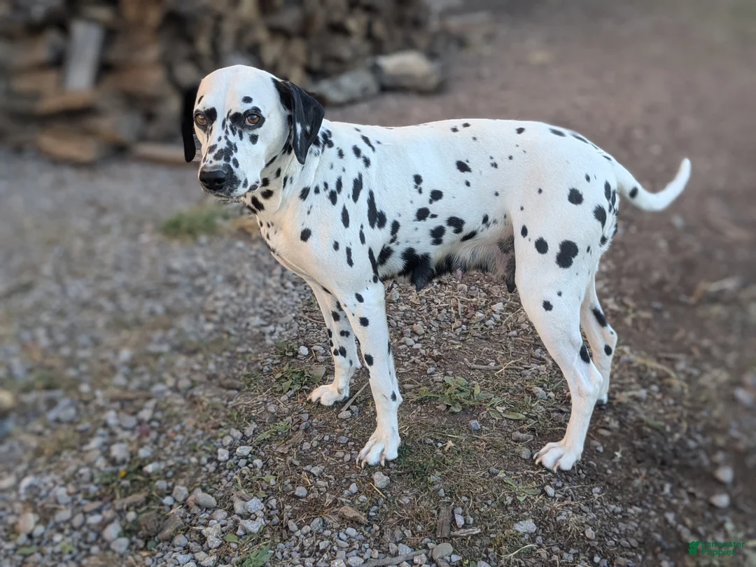 Dalmatian dogs for sale: Princess - Ad 5