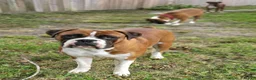Boxer dogs for sale: DAYELA - Ad 12