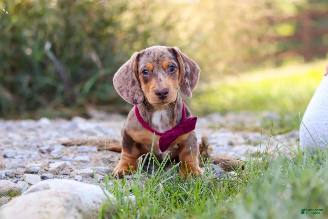 Miniature Dachshund dogs for sale: Buddy - Ad 1