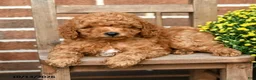 Miniature Poodle dogs for sale: Cheerios - Ad 4