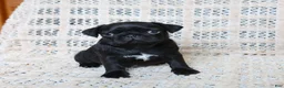 Pug dogs for sale: Brenda - Ad 5