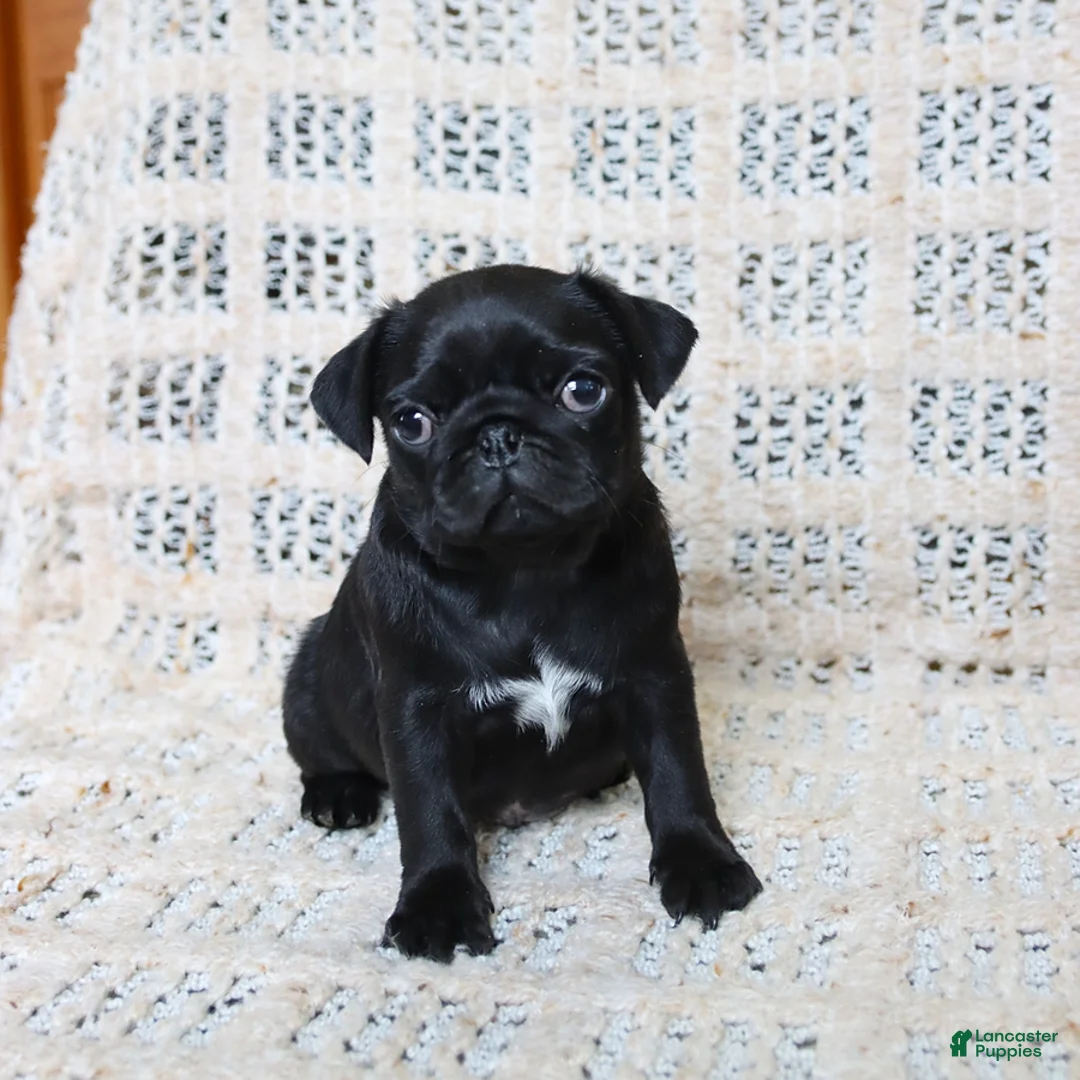 Pug dogs for sale: Brenda - Ad 5